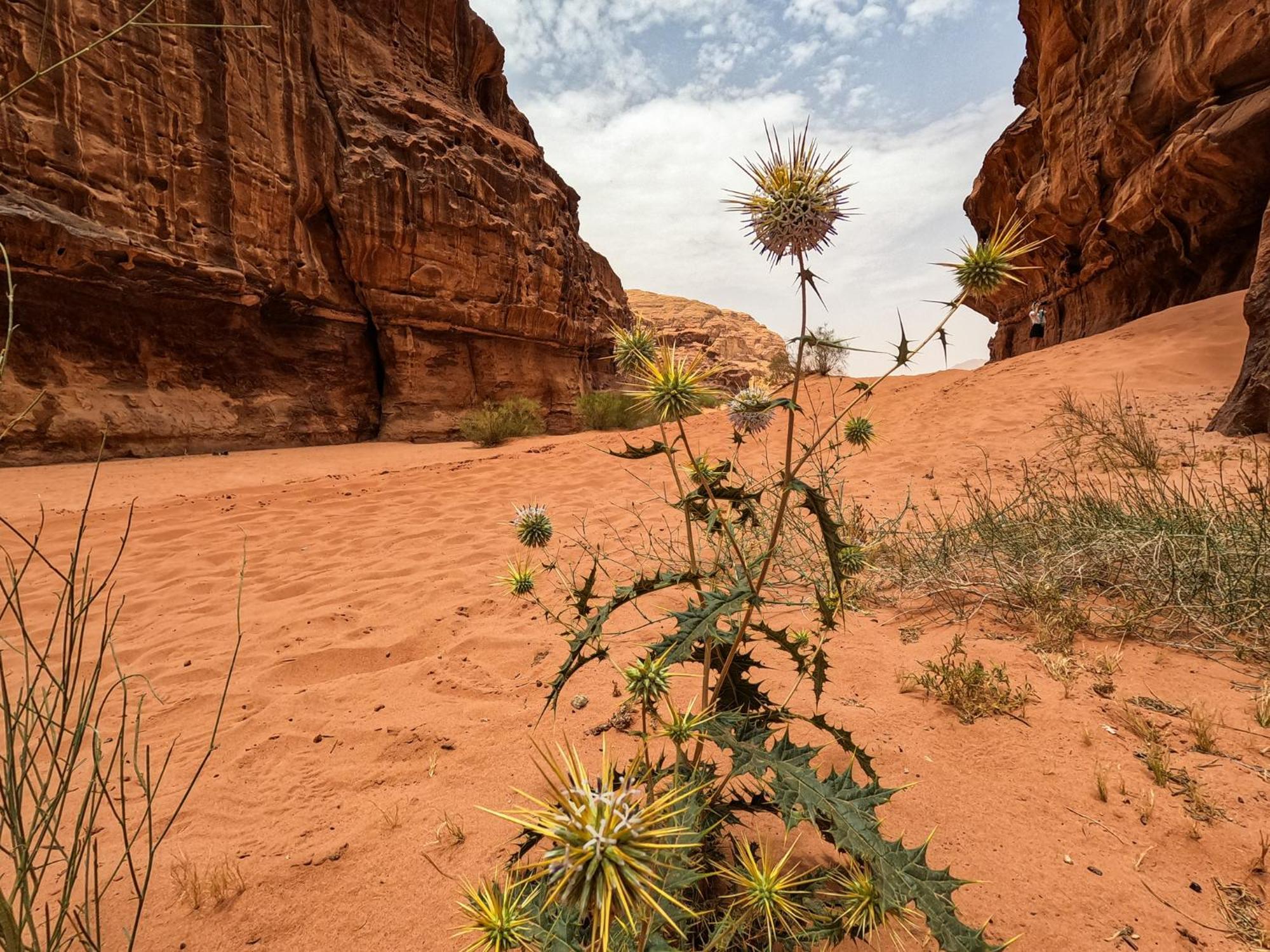 Stargazing Camp & Tours Hotell Wadi Rum Eksteriør bilde