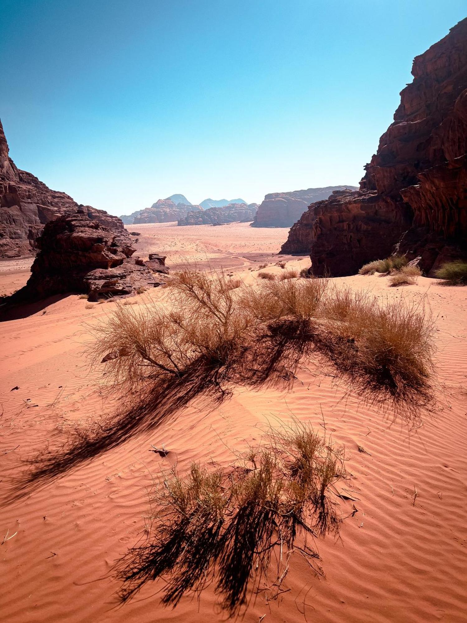 Stargazing Camp & Tours Hotell Wadi Rum Eksteriør bilde