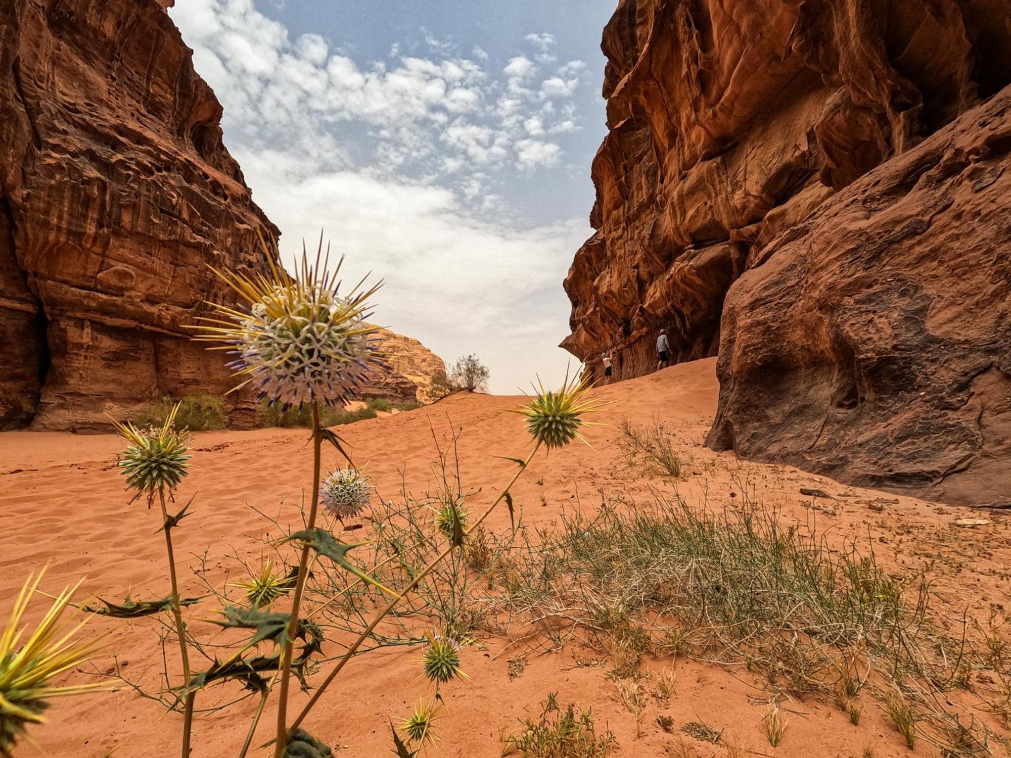 Stargazing Camp & Tours Hotell Wadi Rum Eksteriør bilde