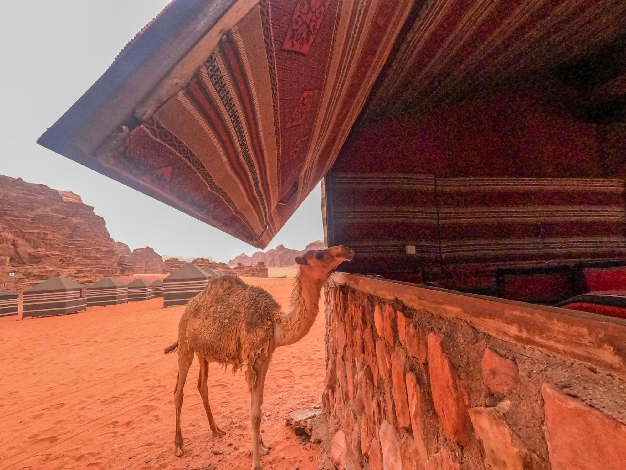 Stargazing Camp & Tours Hotell Wadi Rum Eksteriør bilde