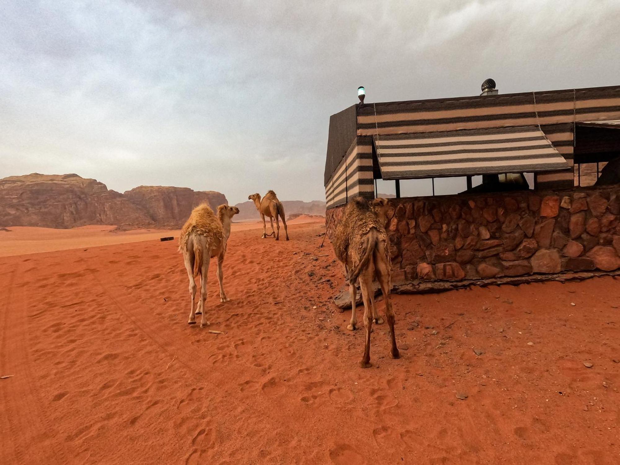 Stargazing Camp & Tours Hotell Wadi Rum Eksteriør bilde